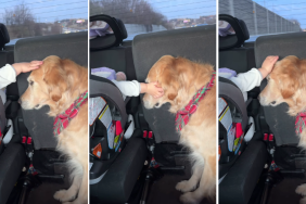 Golden Retriever’s Car Ride With Little Girl Is Full of Love in Adorable Video