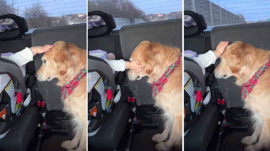 Golden Retriever’s Car Ride With Little Girl Is Full of Love in Adorable Video