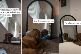 Owner Buys a Mirror for Decor but Dog Befriends It Instead