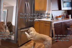Video: Golden Retriever’s Ice Trick Takes an Unexpected Turn
