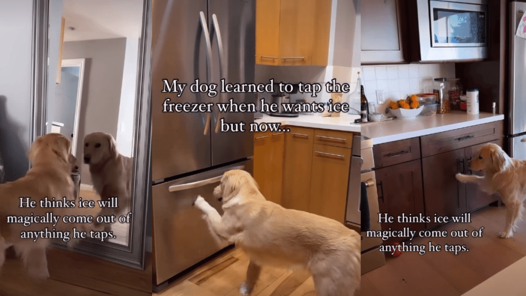 Video: Golden Retriever’s Ice Trick Takes an Unexpected Turn