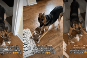 German Shepherd's First Meeting With Puppy Ends Adorably