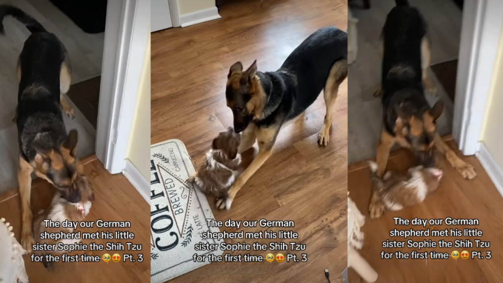 German Shepherd's First Meeting With Puppy Ends Adorably
