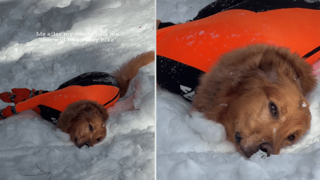 Video: Golden Retriever's Rests During a Snow Hike