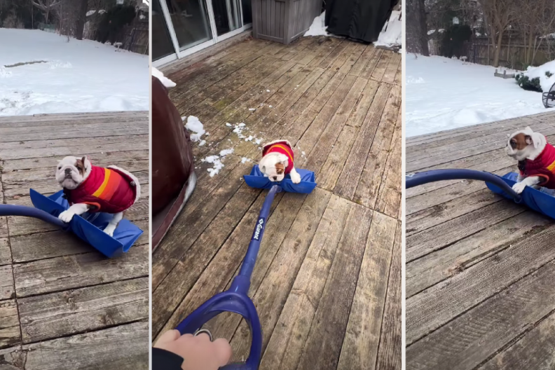 Dog Is a Bit Too in Love With the Snow Shovel