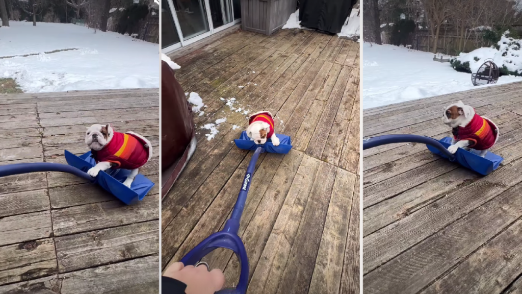 Dog Is a Bit Too in Love With the Snow Shovel