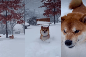 Video Shows What Happens When Snow Is Taller Than Dog's Legs