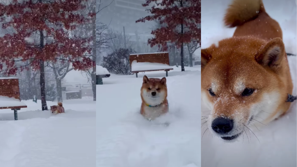 Video Shows What Happens When Snow Is Taller Than Dog's Legs