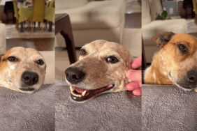 Video: Dogs Listening to Being Praised Is Everything