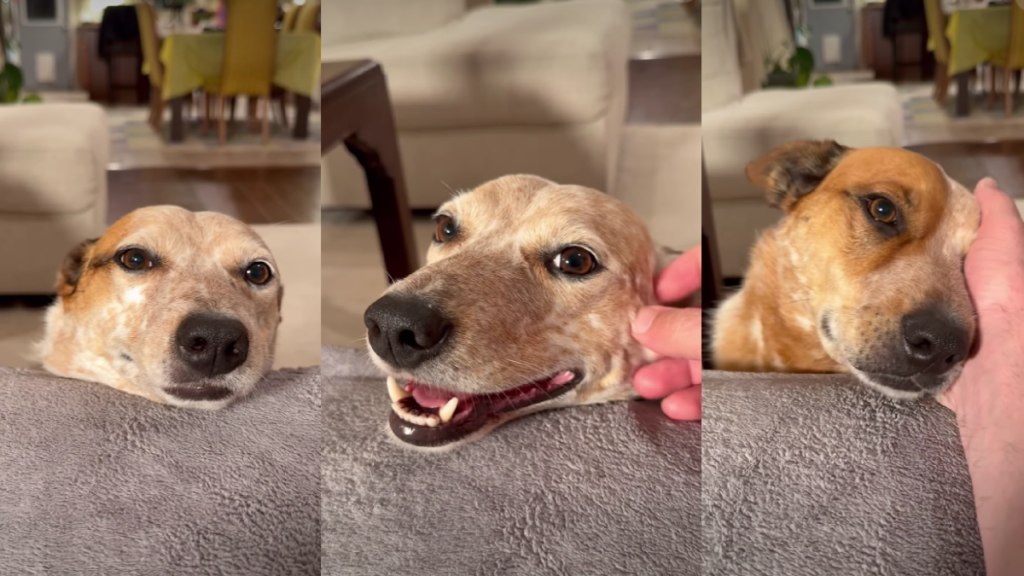 Video: Dogs Listening to Being Praised Is Everything