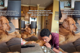 Video: Golden Retriever’s 'Jealousy Has No Bounds' When Sibling Gets Attention