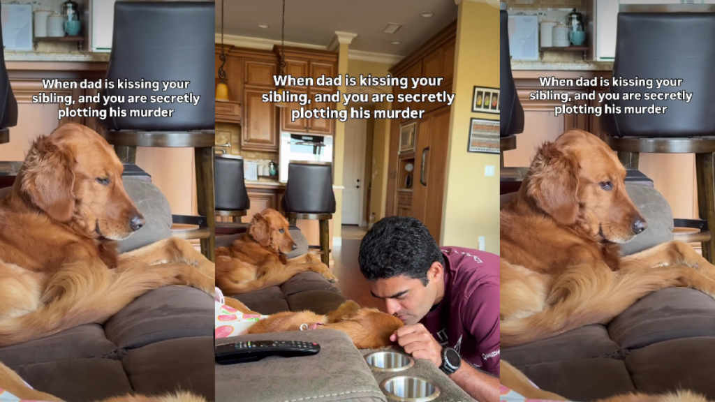 Video: Golden Retriever’s 'Jealousy Has No Bounds' When Sibling Gets Attention