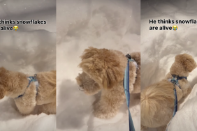 Video Captures Dog's Attempts to Eat Snowflakes