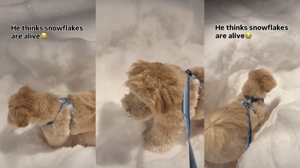Video Captures Dog's Attempts to Eat Snowflakes
