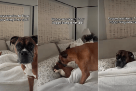 Dog Reacts to Finding Her Lookalike Toy in Her Spot on the Bed