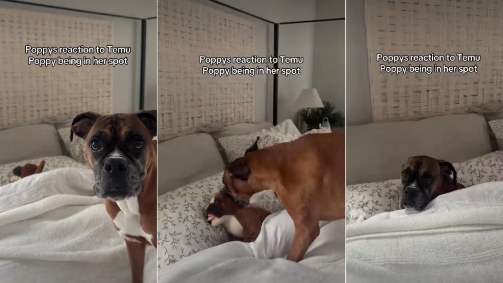 Dog Reacts to Finding Her Lookalike Toy in Her Spot on the Bed