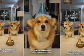 Video: Dog Disapproves Happy Birthday Song