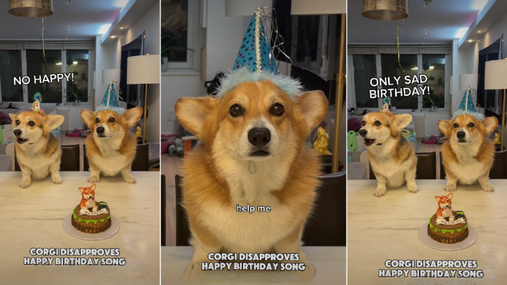 Video: Dog Disapproves Happy Birthday Song