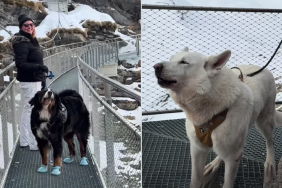 Video Shows Dogs Starting an Awoo Duet on a Cliff Walk