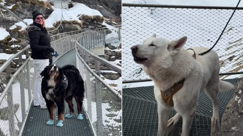 Video Shows Dogs Starting an Awoo Duet on a Cliff Walk