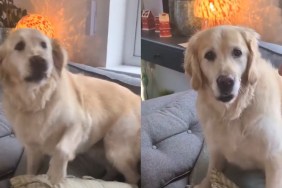 Video: Dog Is Overly Excited When 'Fun Uncle' Comes Home