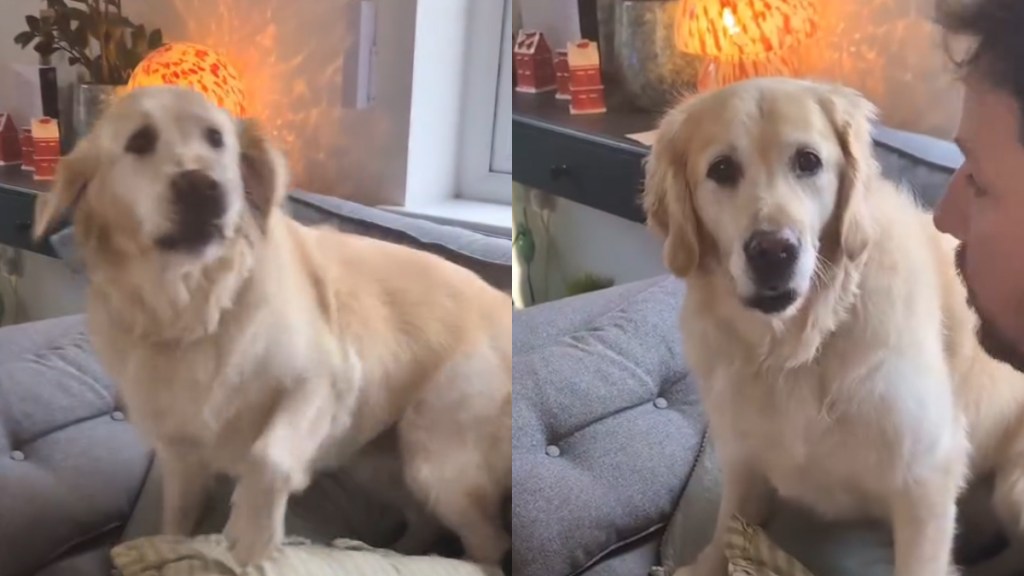Video: Dog Is Overly Excited When 'Fun Uncle' Comes Home