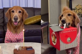 Video: Golden Retriever Does 'Sweetest Delivery of the Day' in Pajamas