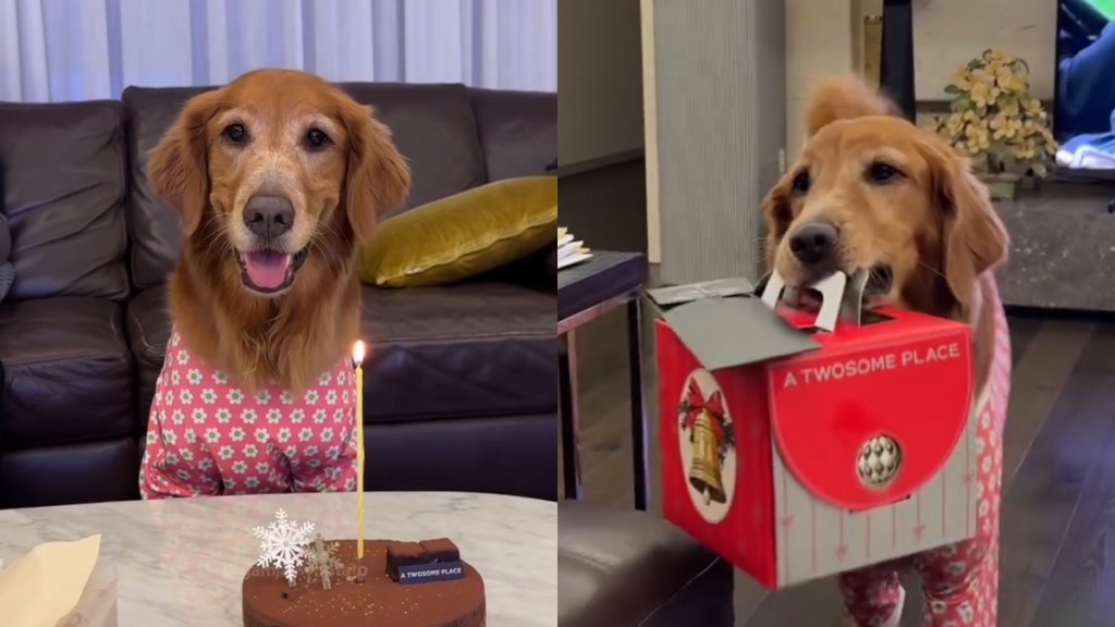 Video: Golden Retriever Does 'Sweetest Delivery of the Day' in Pajamas