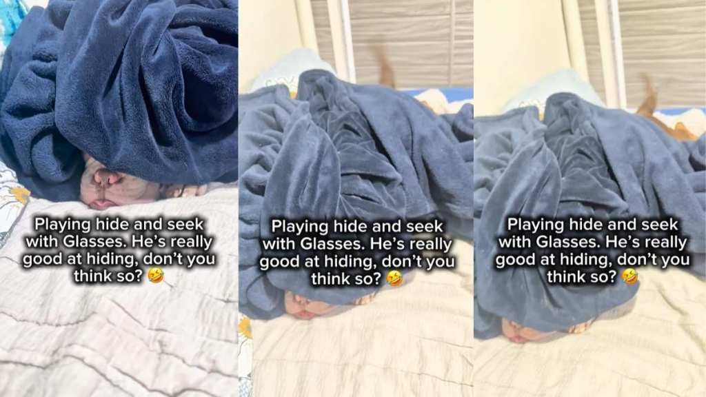 Video: Dog Reveals Hiding Spot During Hide-And-Seek by Doing This