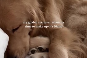 Golden Retriever Can’t Be Bothered To Wake up in Funny Video