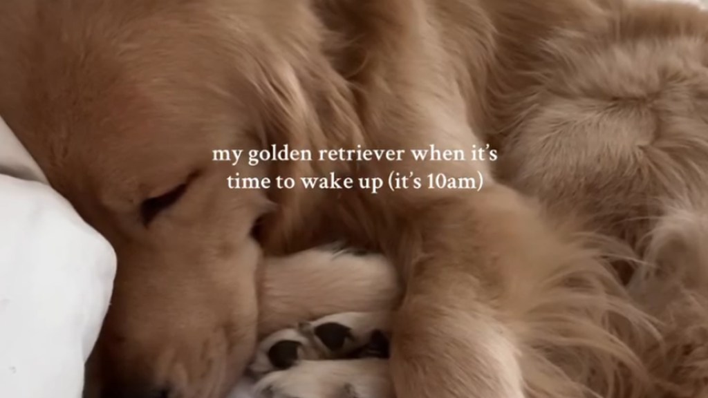 Golden Retriever Can’t Be Bothered To Wake up in Funny Video