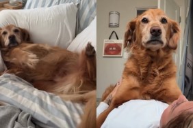 Golden Retriever Wakes up From Peaceful Nap To Greet Mom With Kisses