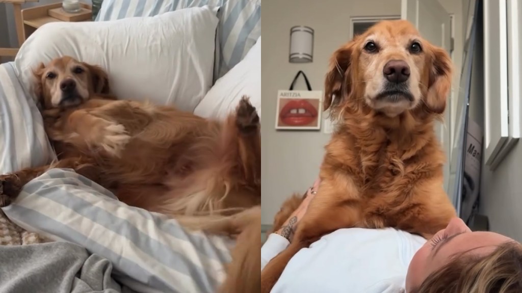 Golden Retriever Wakes up From Peaceful Nap To Greet Mom With Kisses