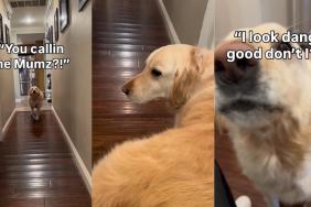 Golden Retriever Runs Toward Camera To Show off Freshly Groomed Fur