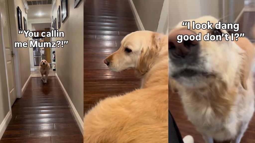 Golden Retriever Runs Toward Camera To Show off Freshly Groomed Fur