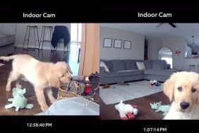 Indoor Cam Reveals Golden Retriever Puppy’s First Playtime Out of Crate