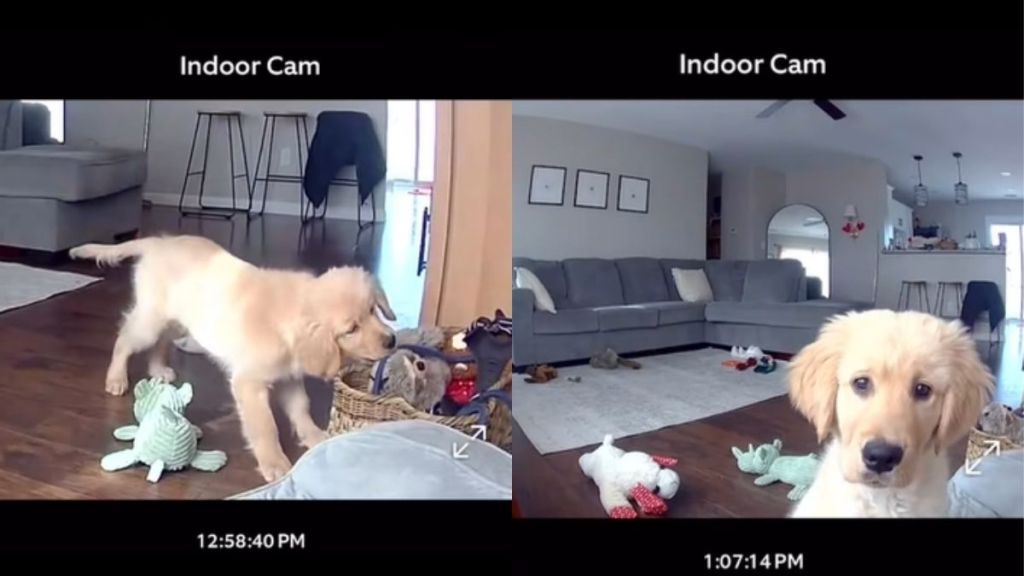 Indoor Cam Reveals Golden Retriever Puppy’s First Playtime Out of Crate