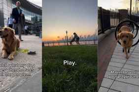 Video Explains Why Golden Retriever Is Calm in Public Despite Being Off-Leash