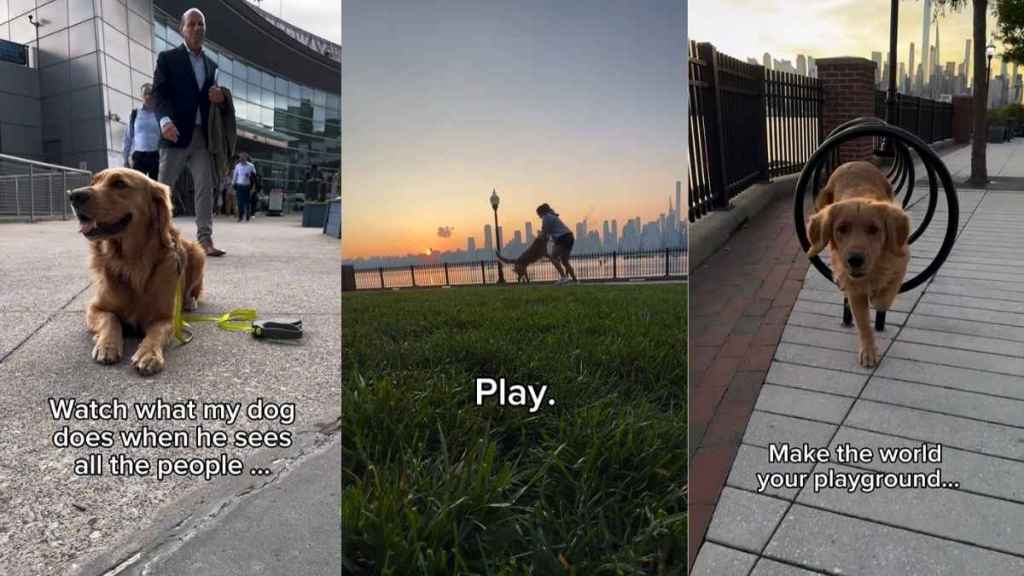 Video Explains Why Golden Retriever Is Calm in Public Despite Being Off-Leash