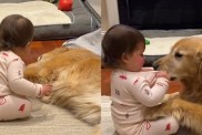 Video: Golden Retriever Returns Little Girl's Love With Sweetest Kisses