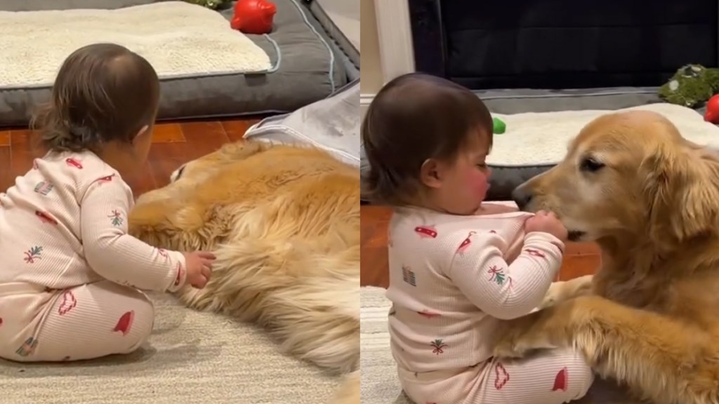 Video: Golden Retriever Returns Little Girl's Love With Sweetest Kisses