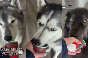 Video: Dogs' Pup Cup-Eating Session Comes to a Hilarious End