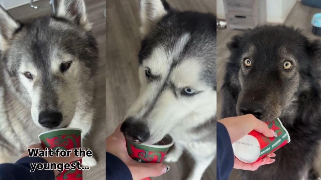 Video: Dogs' Pup Cup-Eating Session Comes to a Hilarious End