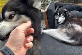 Video: Husky Is Named 'Miss Grumbles' for a Reason