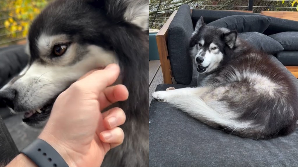 Video: Husky Is Named 'Miss Grumbles' for a Reason
