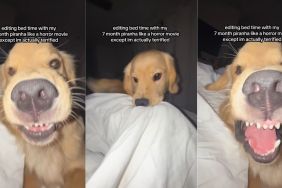 Golden Retriever’s Bedtime Video Has a ‘Diabolical’ Ending