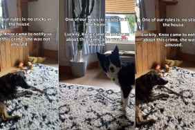 Video: Dog Notifies Owners When Furry Sister Breaks House Rule