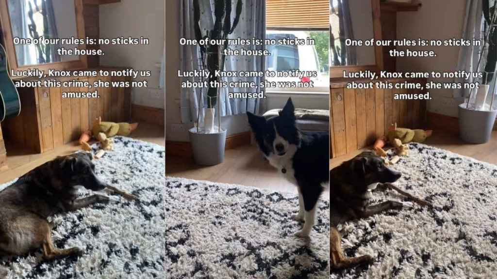 Video: Dog Notifies Owners When Furry Sister Breaks House Rule