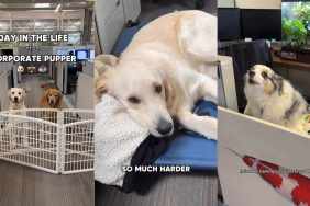 Video: Golden Retriever’s Life as ‘Corporate Pupper’ Is Chaotic