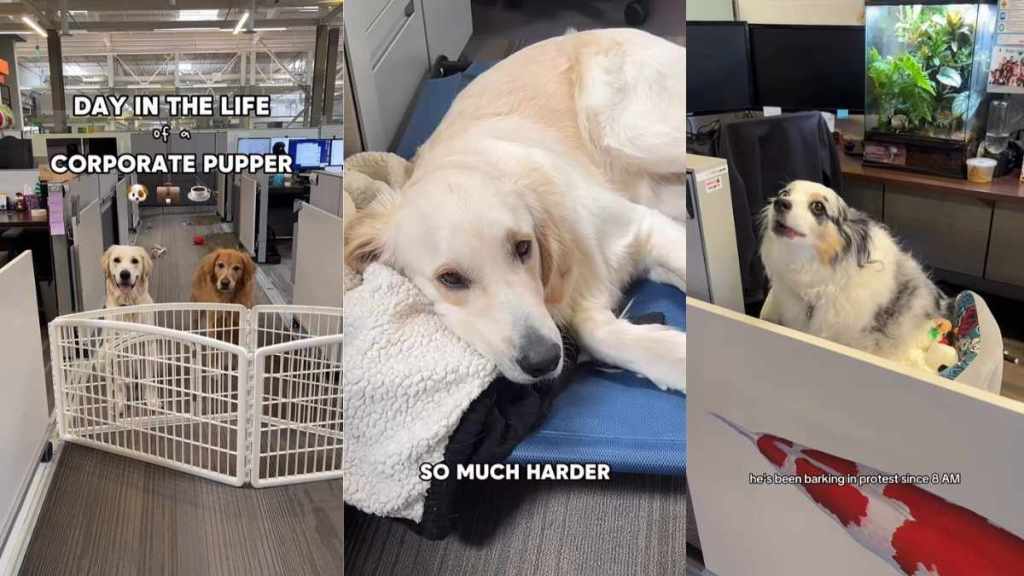 Video: Golden Retriever’s Life as ‘Corporate Pupper’ Is Chaotic